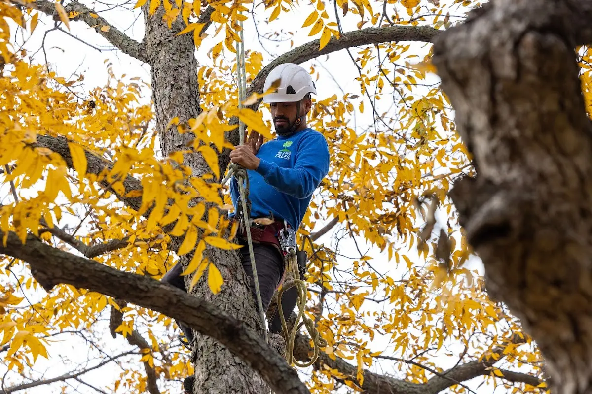 Skilled Storm Damage Cleanup crew working in Miller